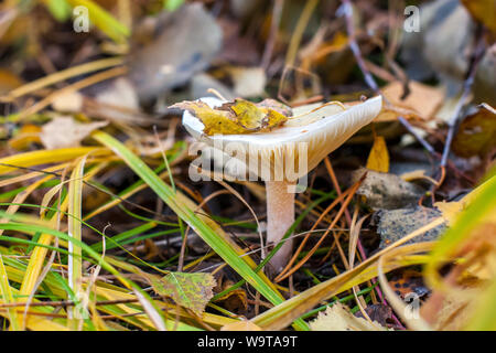 Une grande belle toadstool pousse dans vieille herbe et feuillage avec branches. Selective focus sur le champignon. L'arrière-plan est flou. Banque D'Images