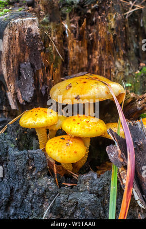 Un groupe de grèbes avec chapeaux jaunes sur une souche de près. Le moignon est vieux et pourri. Selective focus sur les champignons. L'arrière-plan est flou. Banque D'Images