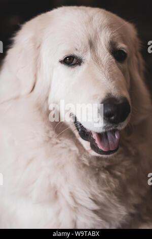 Close-up portrait of a type et mignon chien berger de Maremme. Épais manteau blanc. Ouvrir la bouche. Selective focus sur les yeux. Banque D'Images