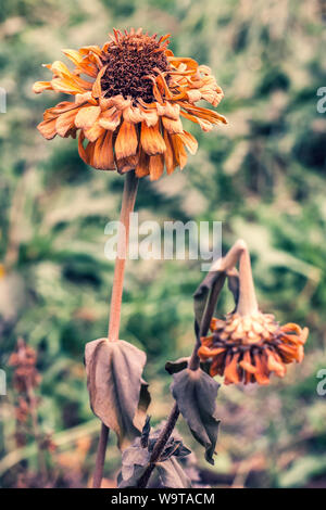 Plusieurs fleurs de tagètes gelé pendant le premier gel à l'automne. Un big bud et un peu cassée. Famille des asters. Des tons doux. Focus sélectif. Banque D'Images