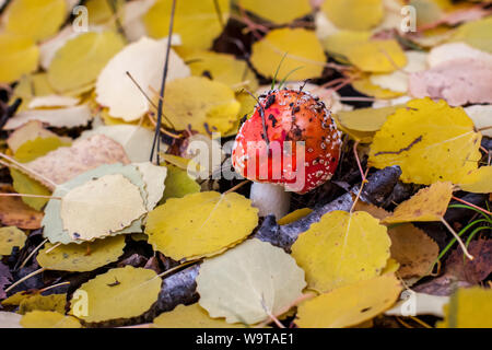 L'Amanita avec une red hat et de blanc entre les branches et le feuillage d'automne dans la forêt. Focus sélectif. L'arrière-plan est flou. Banque D'Images