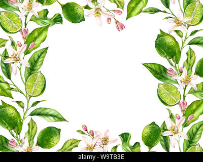 La structure horizontale de la direction générale de la chaux avec des fleurs fruits botaniques réaliste aquarelle bannière : les feuilles des arbres d'agrumes d'art isolé sur blanc frais à la main Banque D'Images