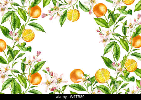 La structure horizontale de la direction générale des fruits orange avec fleurs feuilles. Aquarelle botanique réaliste banner : citrus tree art isolé sur blanc hand drawn Banque D'Images