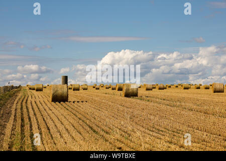 Temps de récolte - bottes de foin dans un champ sur une belle journée d'été avec un ciel bleu et nuages Banque D'Images