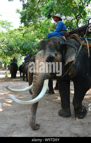 Éléphant asiatique mâle sur une ferme d'éléphants, Elephas maximus, Thailande, Asie Banque D'Images