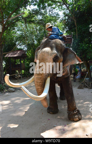 Éléphant asiatique mâle sur une ferme d'éléphants, Elephas maximus, Thailande, Asie Banque D'Images