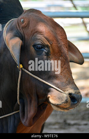 Zébu, bestinine, bestined boeufs, Buckelrind, Zébu, BOS primigenius indicus ou Bos indicus ou Bos taurus indicus, Thaïlande, Asie Banque D'Images