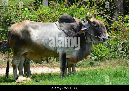 Zébu, bestinine, bestined boeufs, Buckelrind, Zébu, BOS primigenius indicus ou Bos indicus ou Bos taurus indicus, Thaïlande, Asie Banque D'Images