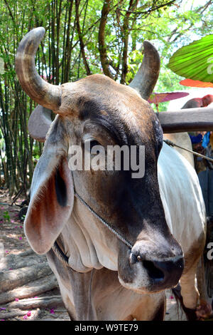 Zébu, bestinine, bestined boeufs, Buckelrind, Zébu, BOS primigenius indicus ou Bos indicus ou Bos taurus indicus, Thaïlande, Asie Banque D'Images