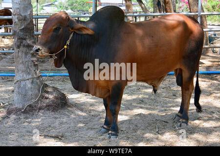 Zébu, bestinine, bestined boeufs, Buckelrind, Zébu, BOS primigenius indicus ou Bos indicus ou Bos taurus indicus, Thaïlande, Asie Banque D'Images