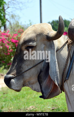 Zébu, bestinine, bestined boeufs, Buckelrind, Zébu, BOS primigenius indicus ou Bos indicus ou Bos taurus indicus, Thaïlande, Asie Banque D'Images