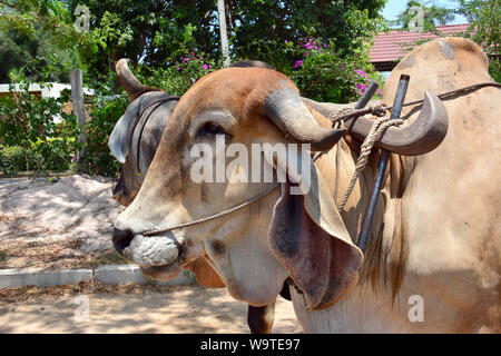 Zébu, bestinine, bestined boeufs, Buckelrind, Zébu, BOS primigenius indicus ou Bos indicus ou Bos taurus indicus, Thaïlande, Asie Banque D'Images