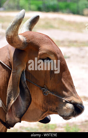 Zébu, bestinine, bestined boeufs, Buckelrind, Zébu, BOS primigenius indicus ou Bos indicus ou Bos taurus indicus, Thaïlande, Asie Banque D'Images