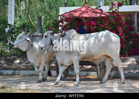 Zébu, bestinine, bestined boeufs, Buckelrind, Zébu, BOS primigenius indicus ou Bos indicus ou Bos taurus indicus, Thaïlande, Asie Banque D'Images