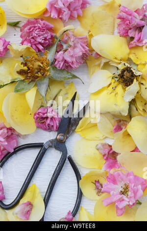 Rosa. Rose vient buter sur fond blanc texturé en été. UK Banque D'Images