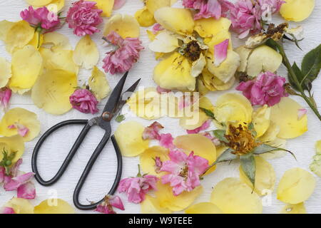 Rosa. Rose vient buter sur fond blanc texturé en été. UK Banque D'Images