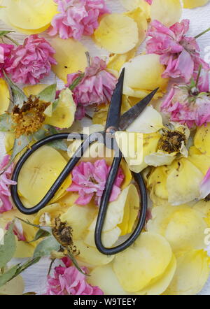 Rosa. Rose vient buter sur fond blanc texturé en été. UK Banque D'Images