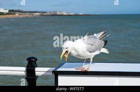 Brighton, UK. 15 août 2019. - Un goéland bénéficie d''un snack sur Palace Pier de Brighton sur une journée venteuse mais ensoleillée sur la côte sud, mais de fortes pluies sont prévues pour la plupart de la Grande-Bretagne au cours des deux ou trois jours de crédit : Simon Dack / Alamy Live News Banque D'Images