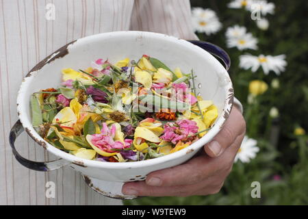 Roses fleurs vient buter -, les soucis et les petits pois - rassemblées dans une vieille passoire dans un jardin d'été. UK Banque D'Images