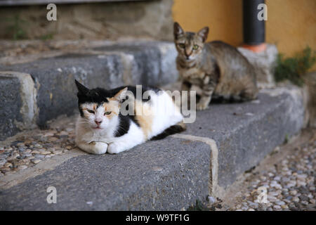 Deux chats errants allongé sur mesures, Sicile, Italie Banque D'Images