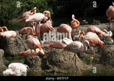 American flamants roses (Phoenicopterus ruber) Banque D'Images