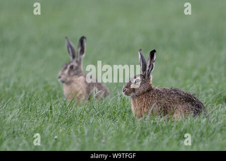 Lièvre brun / lièvres européens / Feldhasen ( Lepus europaeus ), deux, paire de, assis dans l'herbe sur les terres agricoles, regardant attentivement, de la faune, de l'Europe. Banque D'Images