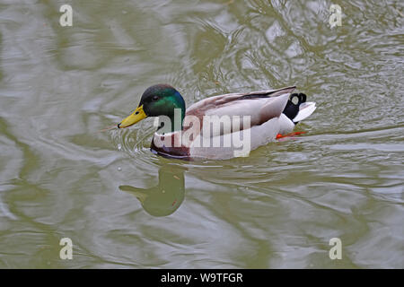 Canard colvert mâle ou de canard ou drake close up nom Latin Anas platyrhynchos nager sur une rivière à Oxford en Angleterre Banque D'Images