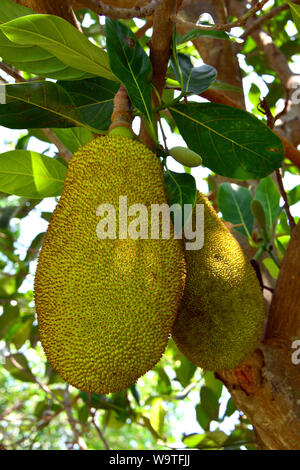 Jackfruchtbaum Jackfrucht Jacquier,,, Artocarpus heterophyllus, Thailande, Asie Banque D'Images