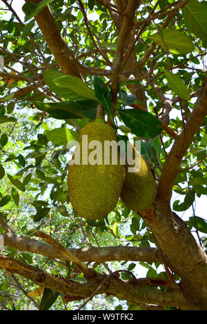 Jackfruchtbaum Jackfrucht Jacquier,,, Artocarpus heterophyllus, Thailande, Asie Banque D'Images