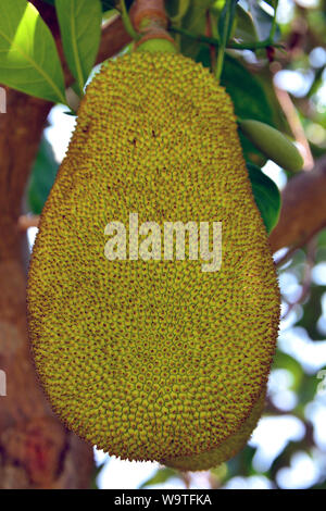 Jackfruchtbaum Jackfrucht Jacquier,,, Artocarpus heterophyllus, Thailande, Asie Banque D'Images