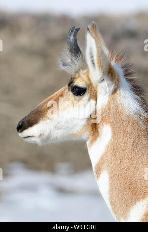 L'antilope / Gabelbock Gabelantilope / ( Antilocapra americana ) en hiver, homme, close-up de l'argent, plus d'headshot, Yellowstone NP, USA. Banque D'Images