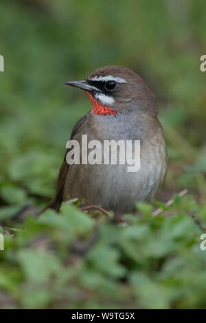 Siberian Rubythroat Luscinia calliope / Rubinkehlchen ( ), homme oiseau, extrêmement rare en Europe de l'Ouest, premier enregistrement de Pays-bas, vue frontale, Wild Banque D'Images