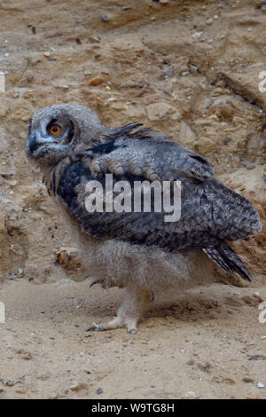 Grand / Owl Bubo bubo Europaeischer Uhu ( ), jeune poussin, etc.) dans un bac à sable, waldking, explorer son environnement, de la faune, de l'Europe. Banque D'Images