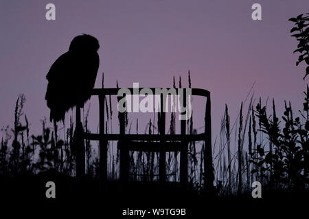 Grand / Owl Bubo bubo Europaeischer Uhu ( ) perché au dessus des champs sur un affût, silhouetté contre couleur rose bleu ciel du soir, heure, w Banque D'Images