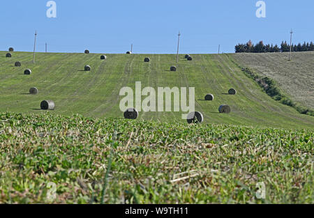 Balles de Lucerne a également appelé la luzerne ou erba medica Amérique Medicago sativa sur une colline au printemps près de Recanati et de Loreto dans les Marches, Italie Banque D'Images