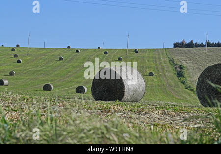 Balles de Lucerne a également appelé la luzerne ou erba medica Amérique Medicago sativa sur une colline au printemps près de Recanati et de Loreto dans les Marches, Italie Banque D'Images