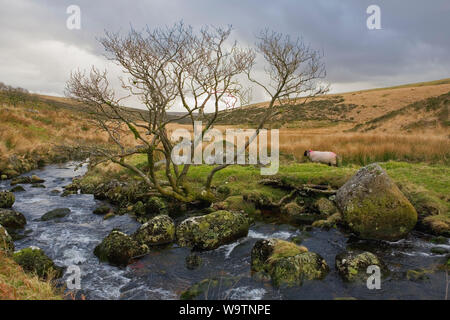 L'Occident comme Dart un petit ruisseau jusqu'à Dartmoor par Wistman's Wood : rochers et arbres Banque D'Images