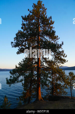 Fin d'après-midi, soleil qui brille sur un arbre au bord du lac. Banque D'Images