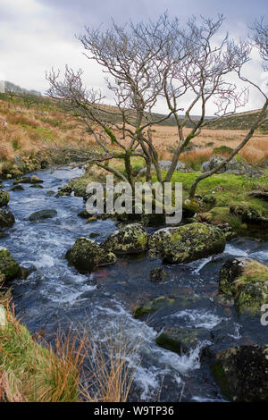 L'Occident comme Dart un petit ruisseau jusqu'à Dartmoor par Wistman's Wood : rochers et arbres Banque D'Images