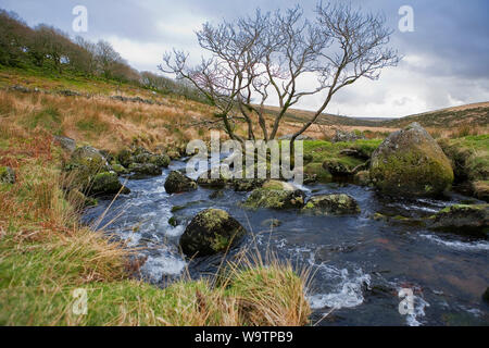 L'Occident comme Dart un petit ruisseau jusqu'à Dartmoor par Wistman's Wood : rochers et arbres Banque D'Images