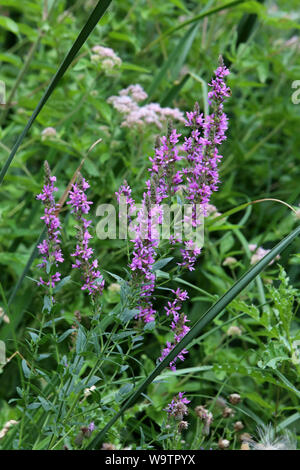 La renouée persicaire. (Persicaria maculosa Gray - Polygonum persicaria L.). Famille des Polygonacées. Banque D'Images