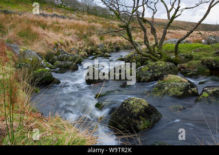 L'Occident comme Dart un petit ruisseau jusqu'à Dartmoor par Wistman's Wood : rochers et arbres Banque D'Images