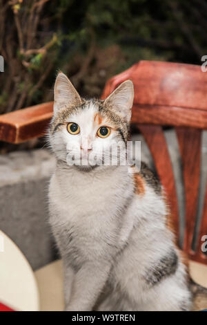 Bâtard intérieur blanc-gris avec des yeux de chat jaune s'asseoir sur une chaise Banque D'Images