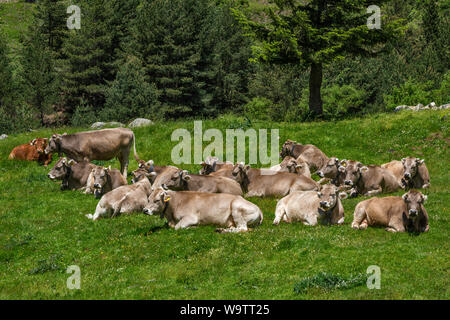 Le bétail se reposant dans Pyrénées Aragonaises près de Valle de Echo dans Parc Naturel des Vallées de l'Ouest, la province d'Huesca, Aragon, Espagne Banque D'Images