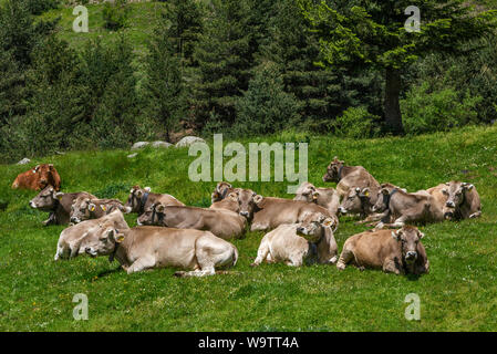 Le bétail se reposant dans Pyrénées Aragonaises près de Valle de Echo dans Parc Naturel des Vallées de l'Ouest, la province d'Huesca, Aragon, Espagne Banque D'Images