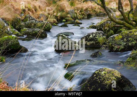 L'Occident comme Dart un petit ruisseau jusqu'à Dartmoor par Wistman's Wood : rochers et arbres Banque D'Images