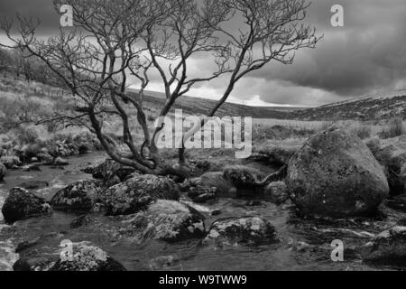 L'Occident comme Dart un petit ruisseau jusqu'à Dartmoor par Wistman's Wood, Devon, UK : rochers, arbres et la lande. Version noir et blanc Banque D'Images