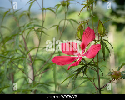 Hibiscus coccineus aka mauve rose écarlate, croissante à l'extérieur. Grande fleur rouge. Banque D'Images