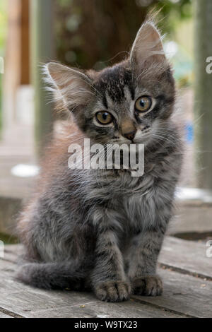 Un jeune chaton est assis sur une planche de bois. Banque D'Images