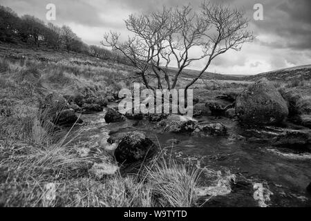 L'Occident comme Dart un petit ruisseau jusqu'à Dartmoor par Wistman's Wood, Devon, UK : rochers, arbres et la lande. Version noir et blanc Banque D'Images